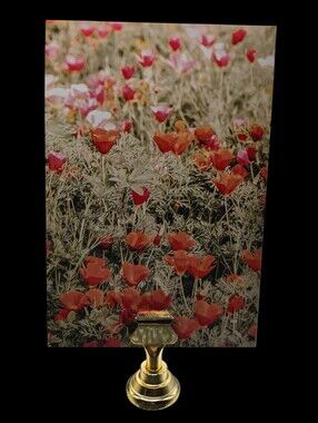"5/$40" Set Of 2 4x6 Picture Cards W/Gold Stand, Poppies/Grazing Horse